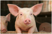 ПАМЯТКА: меры профилактики вируса африканской чумы свиней